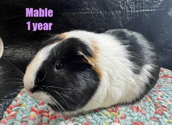 Rescue Short Haired Guinea Pigs for Adoption in Red Oak, Iowa - Mable | PetCurious